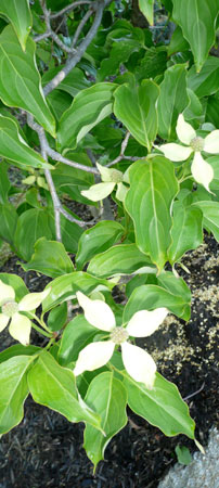 beautiful dogwood blossoms